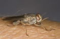Mosca tsé tsé
